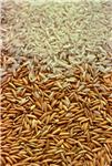 Sughandha Raw Rice